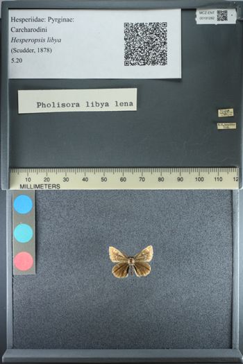 Media type: image;   Entomology 191282